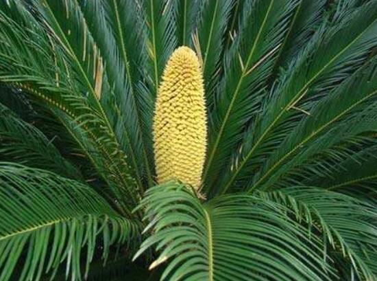 鐵樹(shù)開(kāi)花好不好，象征著幸福、吉祥、富貴