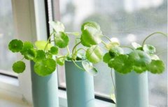 銅錢草怎么扦插，銅錢草的繁殖方法和注意事項(xiàng)