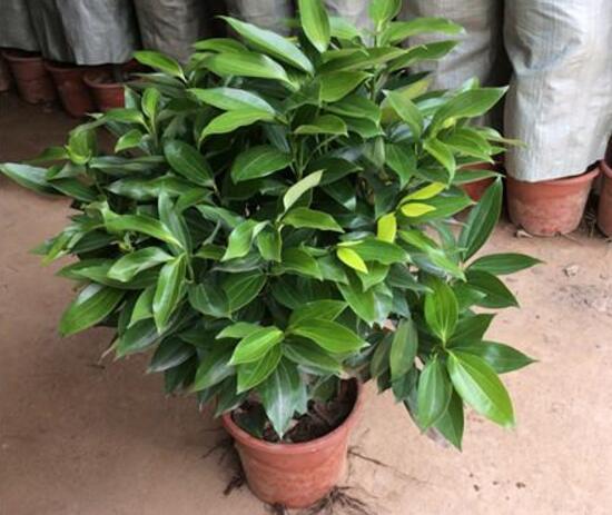 平安樹怎么繁殖，平安樹扦插方法圖解