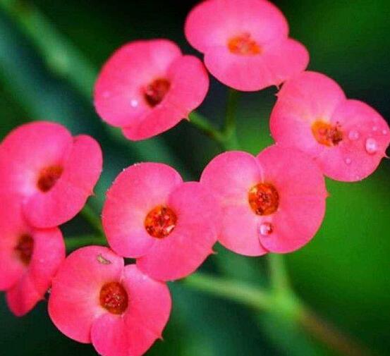 養(yǎng)虎刺梅不吉利嗎，導(dǎo)致全家霉運不斷、影響身體健康