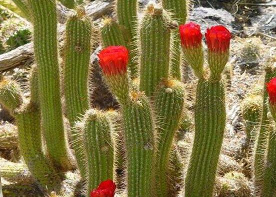 仙人掌的果實能吃嗎，食用可清熱解毒、養(yǎng)顏護膚