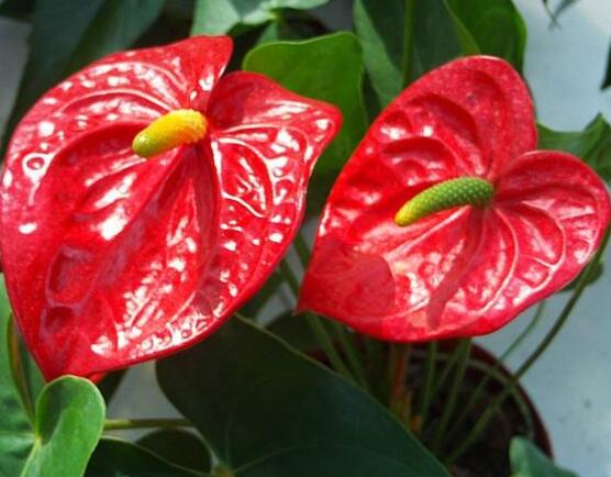 紅掌的作用有哪些，凈化空氣、陶冶情操、五行轉(zhuǎn)化