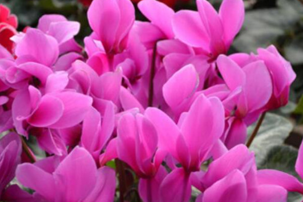 水培仙客來枯萎了怎么辦啊