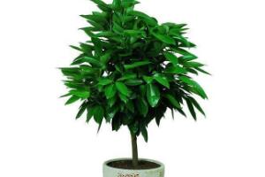 平安樹怎么繁殖，平安樹扦插方法圖解