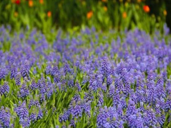 好看的風信子圖片欣賞，姿色優(yōu)美，色彩艷麗