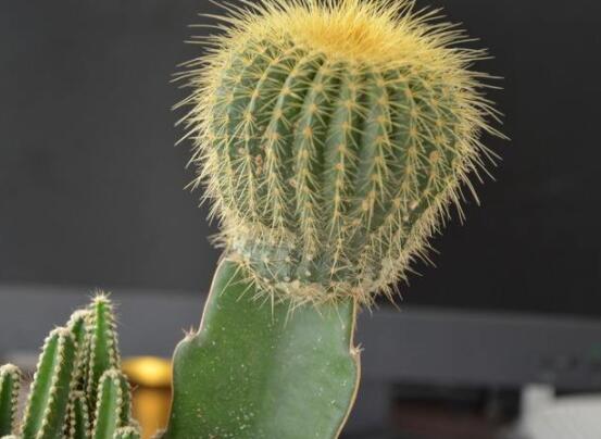 仙人球的寓意，寓意著外表堅強而內(nèi)心柔軟