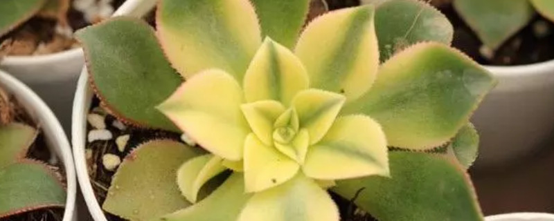 艷日輝秋天養(yǎng)殖方法