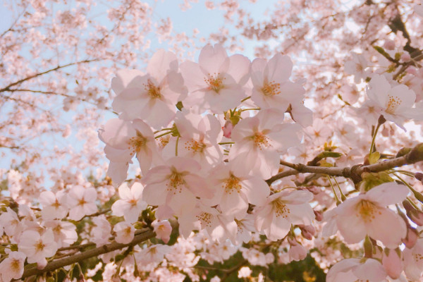 櫻花秋天開花春天還會(huì)開嗎