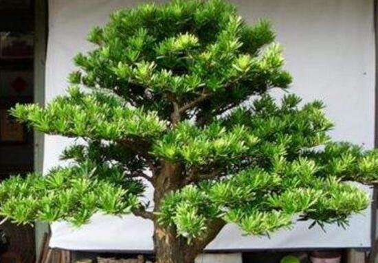 羅漢松的繁殖方法，羅漢松五大繁殖方法