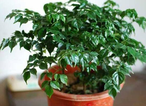 幸福樹種子怎么種，教你六大簡單步驟即可學(xué)會