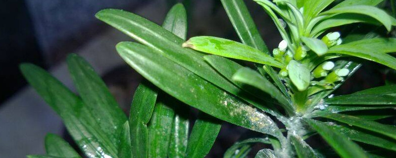 羅漢松0下10度能過(guò)冬嗎