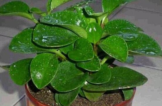 植物碧玉的風(fēng)水作用，舒緩心靈、增強運勢