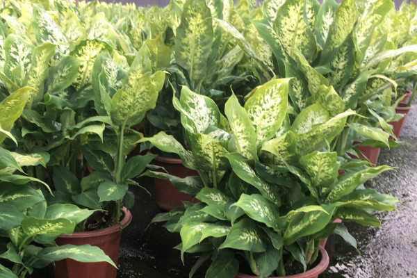 粉黛萬(wàn)年青怎么換盆