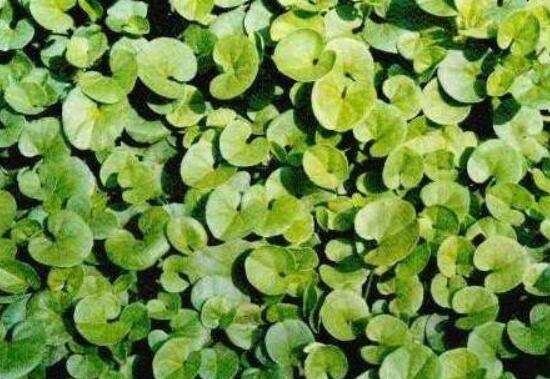 黃銅錢草有哪些常見(jiàn)的品種，欣賞四種最好看品種