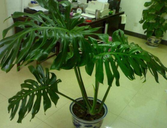 龜背竹吸甲醛嗎，能吸/可除去室內(nèi)90%甲醛