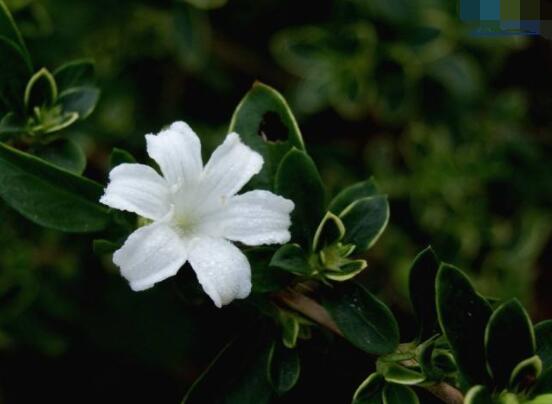 六月雪葉子軟了變黑怎么辦，教你兩種最直觀有效解決方法