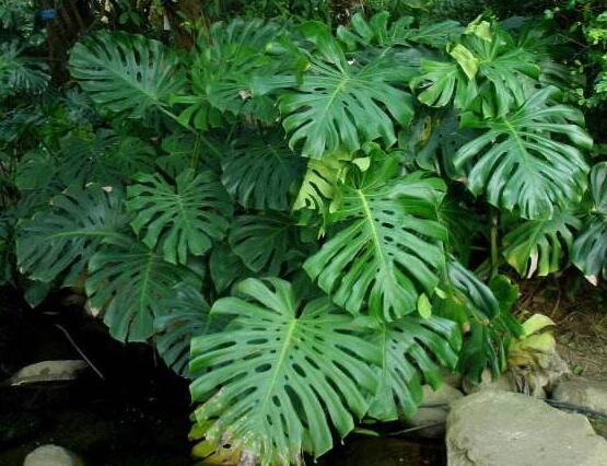 龜背竹黑斑病怎么辦，及時(shí)摘除病葉、噴灑藥物/保持通風(fēng)透氣