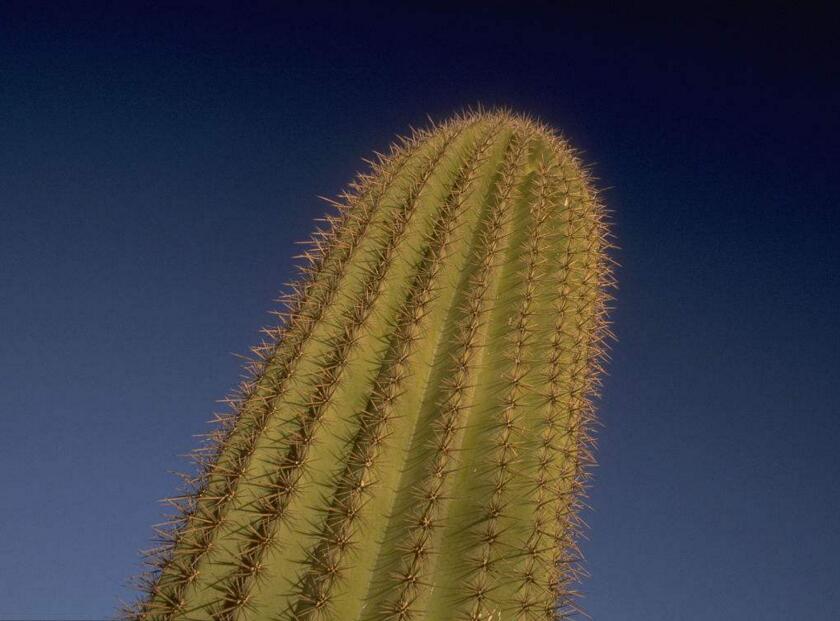 仙人球長小球要修剪嗎，最好把這些小球進行移栽