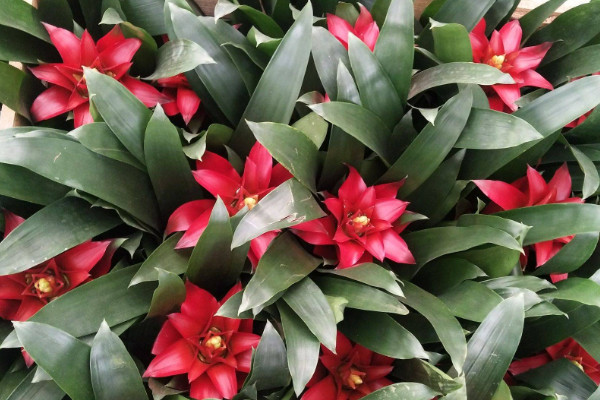 鴻運(yùn)當(dāng)頭花落了怎么辦