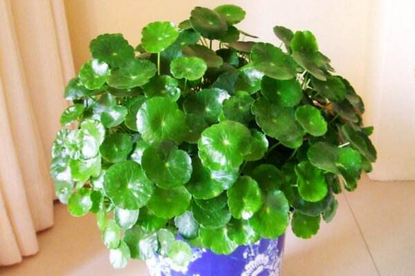 銅錢草與金錢草的區(qū)別，外形神似功效價(jià)值卻大不相同