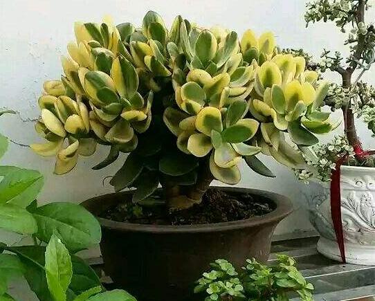 玉樹葉子有沒有毒，葉子沒毒汁液是有毒的