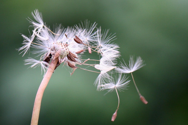 多裂蒲公英怎么養(yǎng)