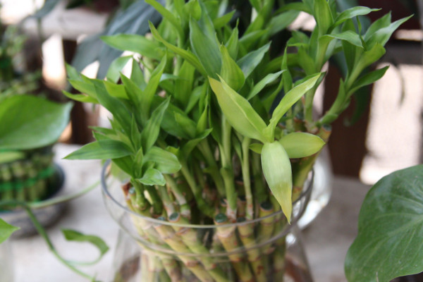 水培富貴竹怎么養(yǎng)才能旺盛，選用干凈清潔的水質(zhì)栽培