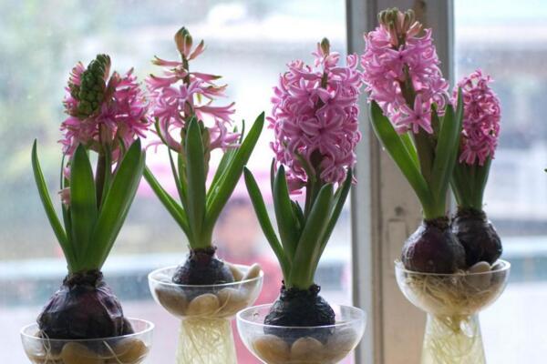 風(fēng)信子為什么長(zhǎng)不高，可能是因?yàn)槿粘９芾聿划?dāng)造成