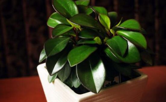 紫邊碧玉怎么養(yǎng)，七個基本方法教你養(yǎng)殖好