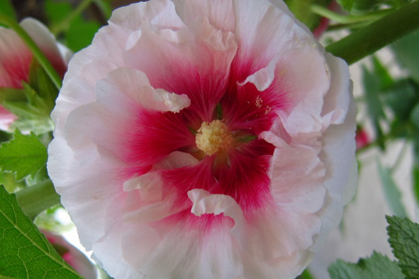 芙蓉花長(zhǎng)蟲子了怎么辦