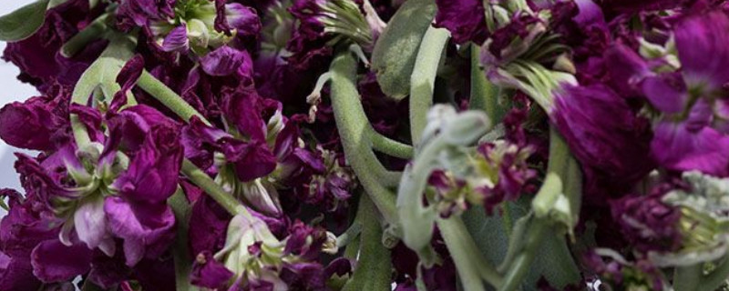 紫羅蘭移栽要注意事項(xiàng)