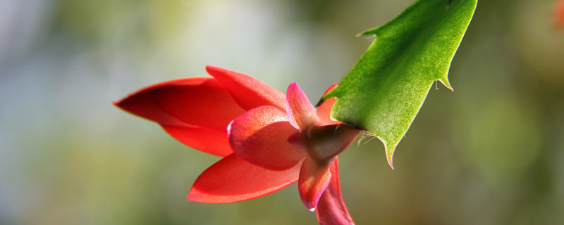 蟹爪蘭春天的養(yǎng)殖方法和注意事項