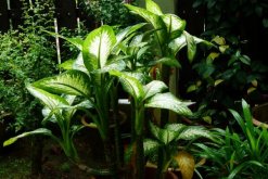 斑馬葉萬(wàn)年青有毒嗎，可以在室內(nèi)養(yǎng)殖但要小心謹(jǐn)慎（有毒）