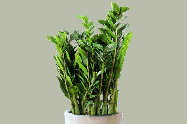 金錢樹(shù)的生長(zhǎng)期是什么時(shí)候