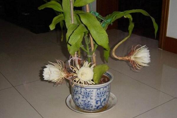 曇花幾年開(kāi)花，養(yǎng)殖三年左右才能開(kāi)花