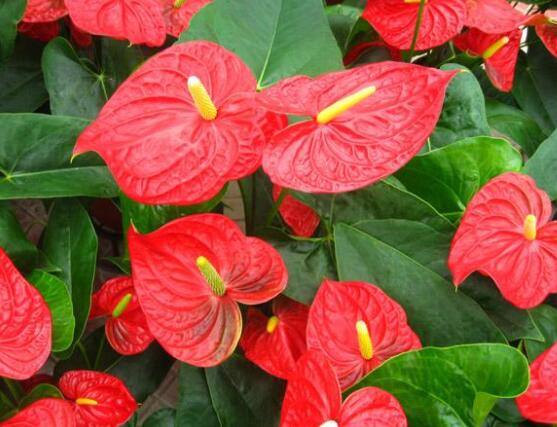 紅掌的作用有哪些，凈化空氣、陶冶情操、五行轉(zhuǎn)化