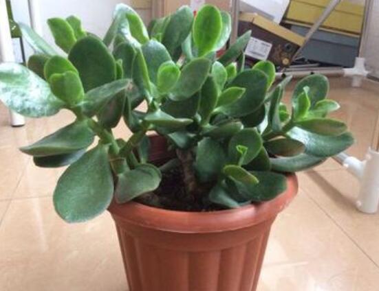 燕子掌的修剪方法，保留主枝反復摘心(春秋生長期)