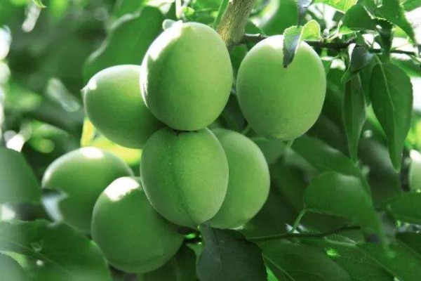 青梅是李子嗎