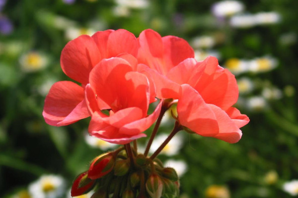 天竺葵什么時(shí)候開花