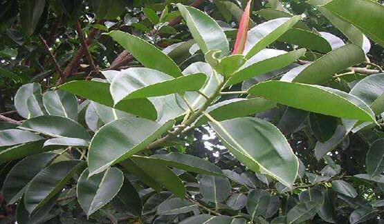 橡皮樹掉葉子還會(huì)長(zhǎng)嗎，只要不死就會(huì)繼續(xù)生長(zhǎng)(做好養(yǎng)護(hù)管理)