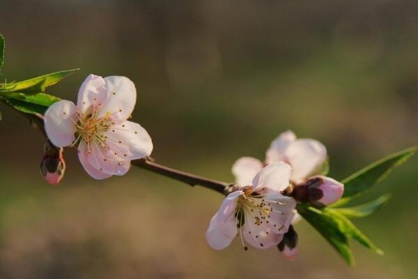 如何延長(zhǎng)桃花花期，加強(qiáng)光照并保證養(yǎng)分