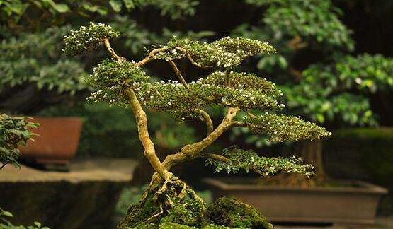 六月雪造型方法，蓄木截干法/剪扎結(jié)合法(美觀)