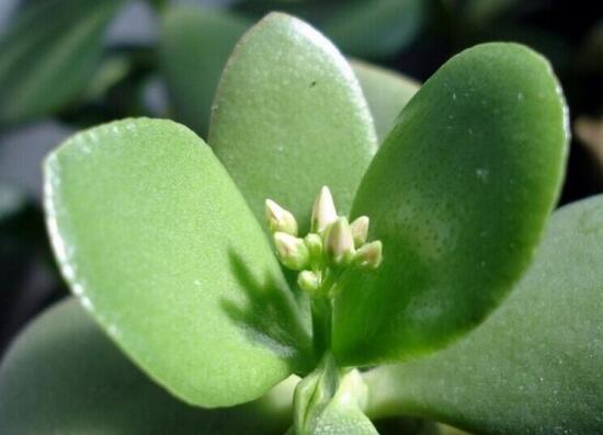 燕子掌有什么作用，美化環(huán)境、凈化空氣