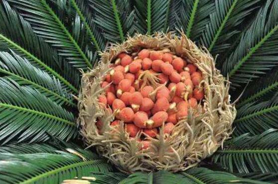 鐵樹果有毒嗎，小心誤食致人死亡