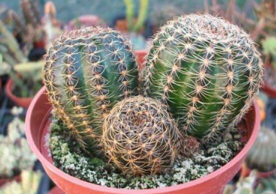 仙人球用什么土養(yǎng)好，兩份壤土兩份腐葉土三份粗沙進(jìn)行配置