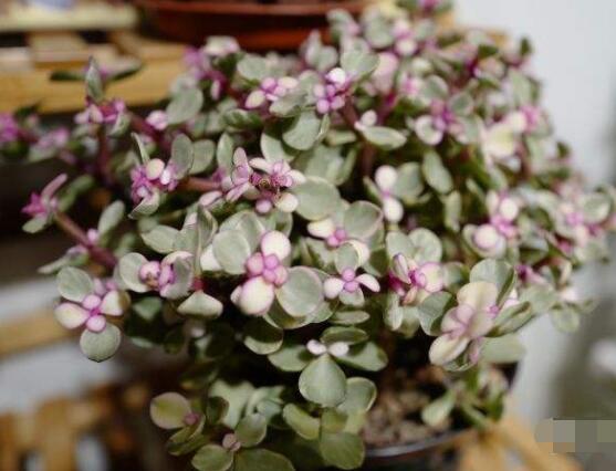 雅樂之舞冬天怎么養(yǎng)，只需要做好四點(diǎn)基本步驟