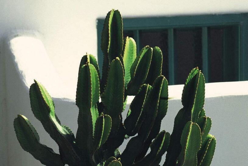 仙人掌花開(kāi)多久，品種不同花期不同（稀有品種不開(kāi)花）