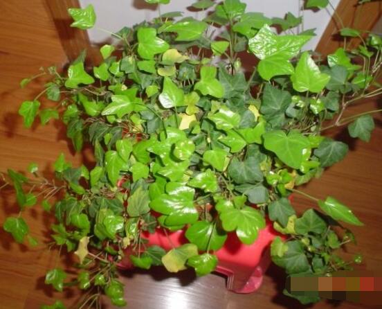 怎樣讓常春藤長得快，教你六個要點(diǎn)生長枝繁葉茂