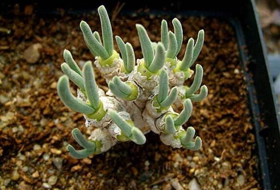 碧光環(huán)用什么樣的土，最好配制適合植物生長的透氣土壤