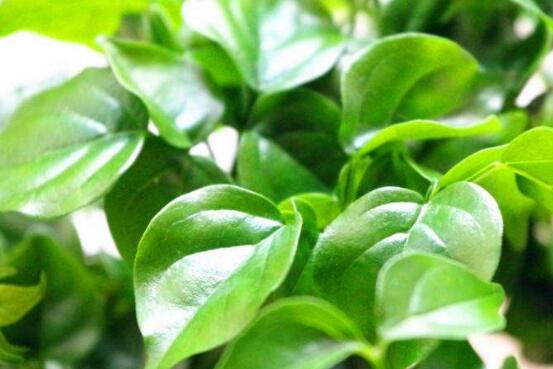 幸福樹(shù)葉子干枯怎么回事，四種原因以及解決辦法